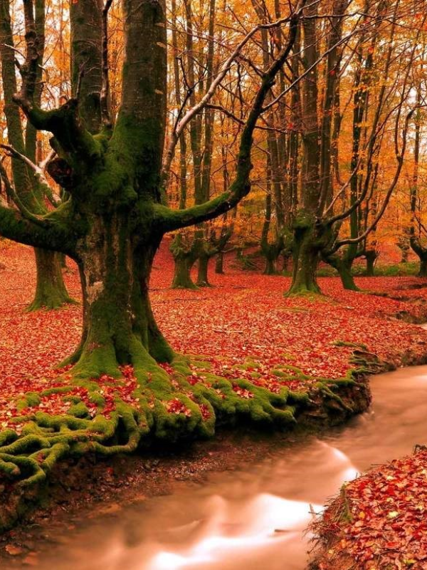 شاهرود - فلای سپهر